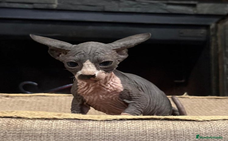 Sphynx gatos Gato esfinge  - Anuncio 1