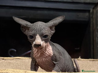 Sphynx gatos Gato esfinge - Anuncio 4
