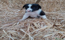 Border Collie perros en venta: Tierno bebé de Border Collie - Imagen 1