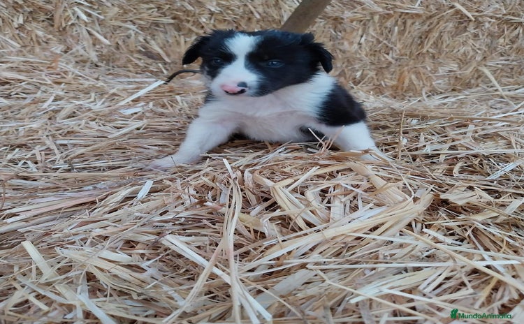 Border Collie perros - Anuncio 4