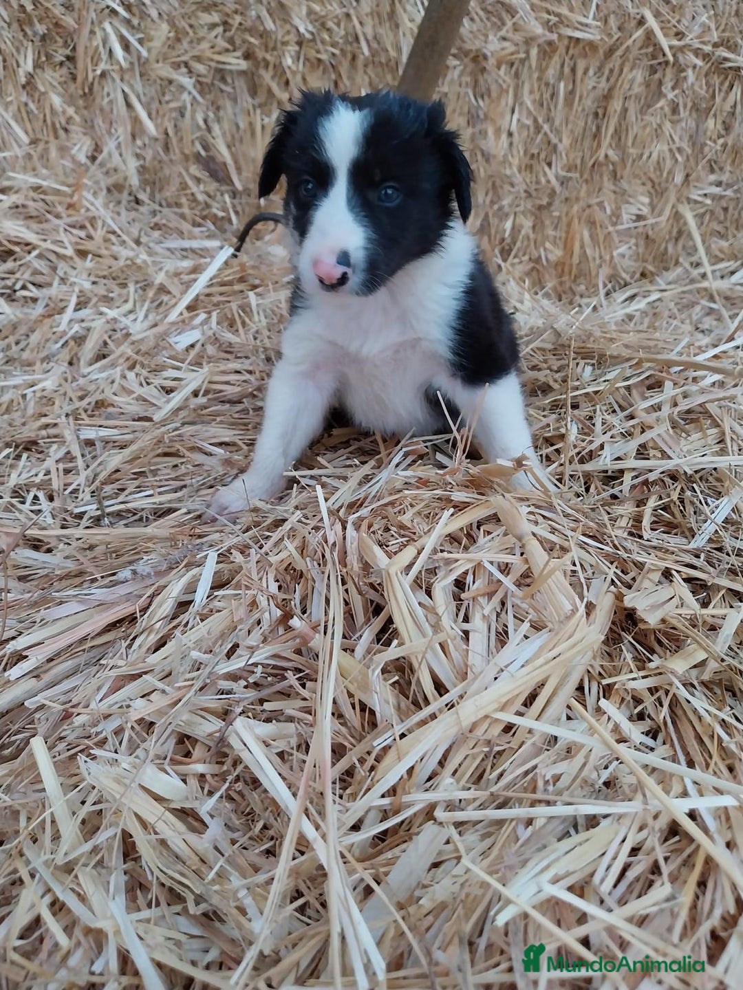 Border Collie perros en venta: Tierno bebé de Border Collie - Imagen 1