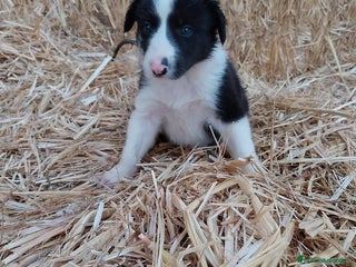 Border Collie perros - Anuncio 4