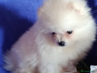 Pomerania perros - Anuncio 34