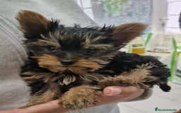 Yorkshire Terrier perros en venta: YORKSHIRE - Imagen 1
