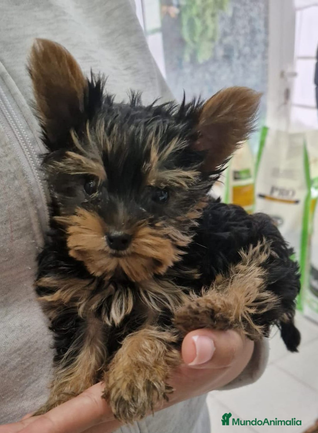 Yorkshire Terrier perros en venta: YORKSHIRE - Imagen 1
