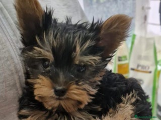 Yorkshire Terrier perros - Anuncio 12