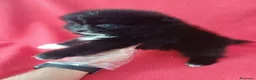 Pomerania perros en venta: Pomerania  - Anuncio 2