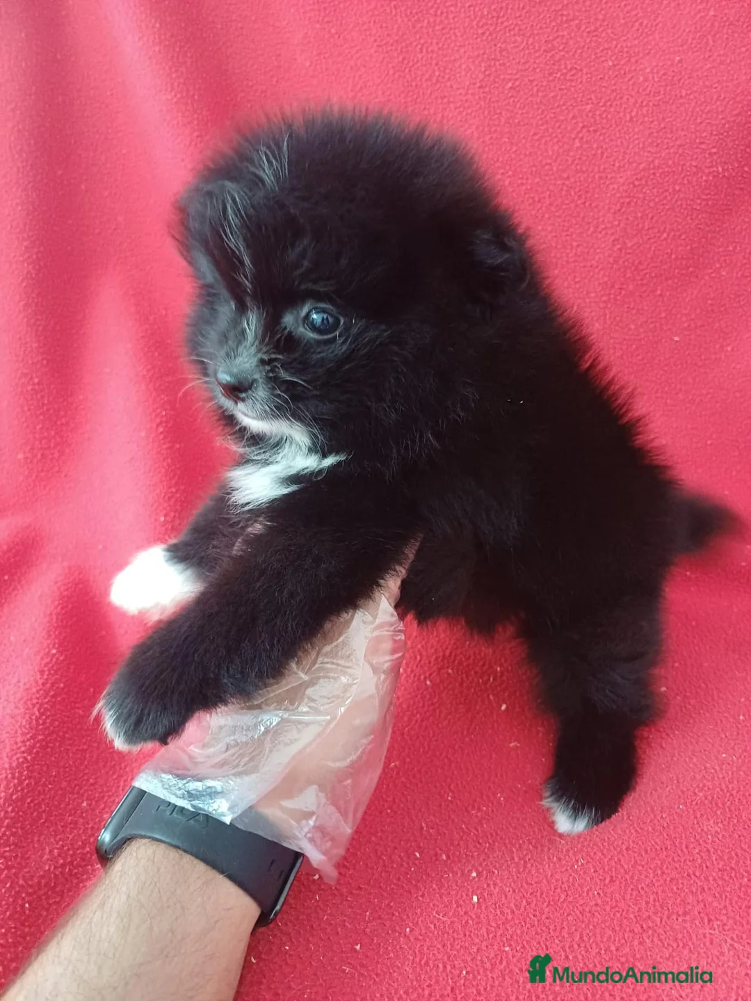 Pomerania perros en venta: Pomerania  - Anuncio 2