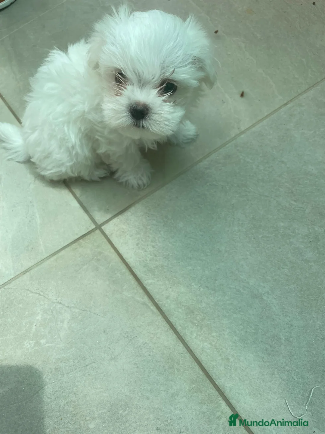 Bichón Maltés perros en venta: Bichon maltés  - Anuncio 2