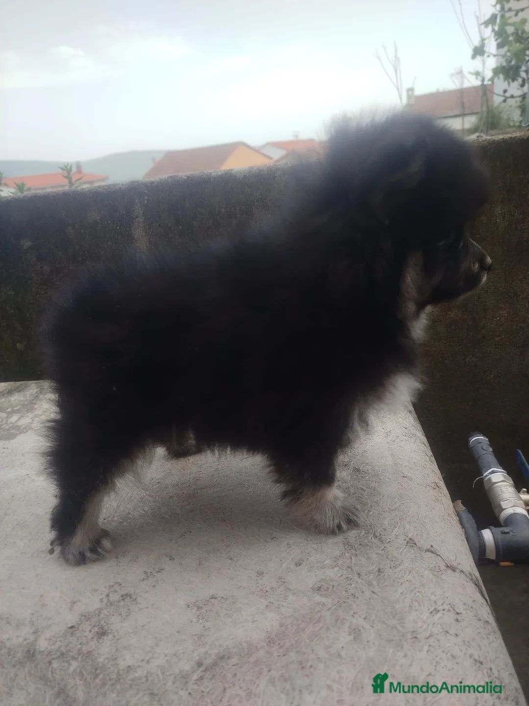 Pomerania perros en venta: Pomeranias - Anuncio 2