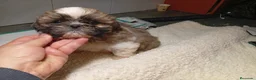 Shih Tzu perros en venta: Shih tzu - Anuncio 2