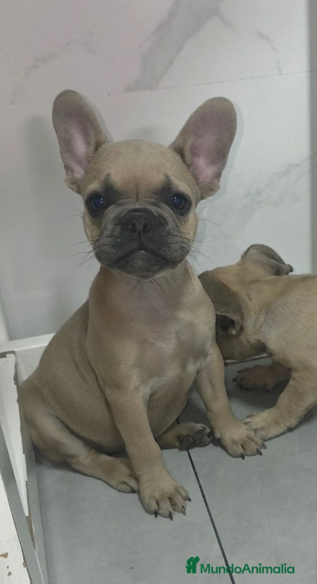 Bulldog Francés perros en venta: Bulldog francés  - Anuncio 9