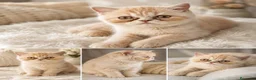 Persa gatos en venta: Gatito persa exótico - Anuncio 1