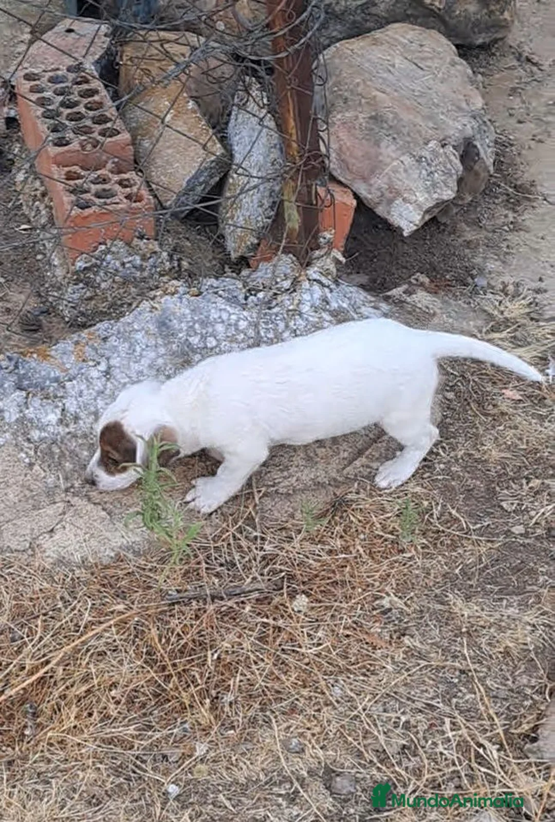 Jack Russell Terrier perros en venta: Jack russell  - Anuncio 5