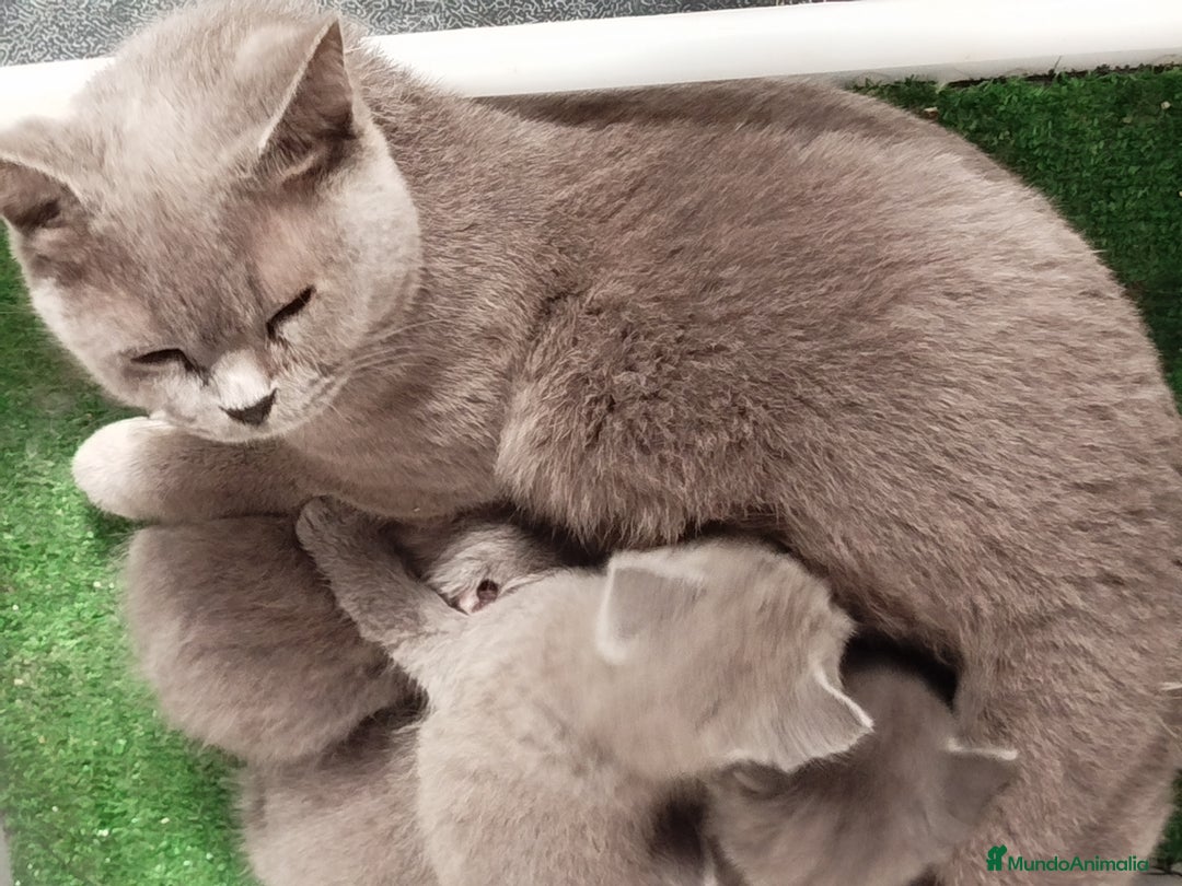 Británico de Pelo Corto gatos en venta: British Shorthair - Imagen 9