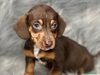 Teckel Miniatura perros Teckel chocolate en Barcelona - Anuncio 22