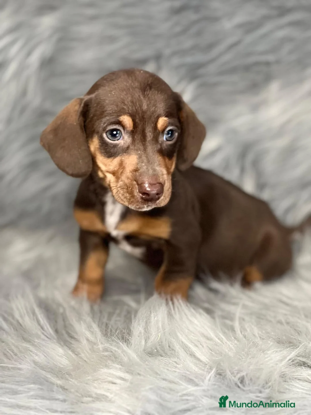 Teckel Miniatura perros en venta: Teckel chocolate  en Barcelona - Anuncio 1