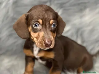 Teckel Miniatura perros Teckel chocolate en Barcelona - Anuncio 14