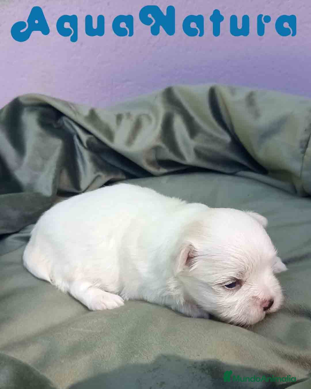 Bichón Maltés perros en venta: Bichon Maltes Macho 2 AQUANATURA - Imagen 6