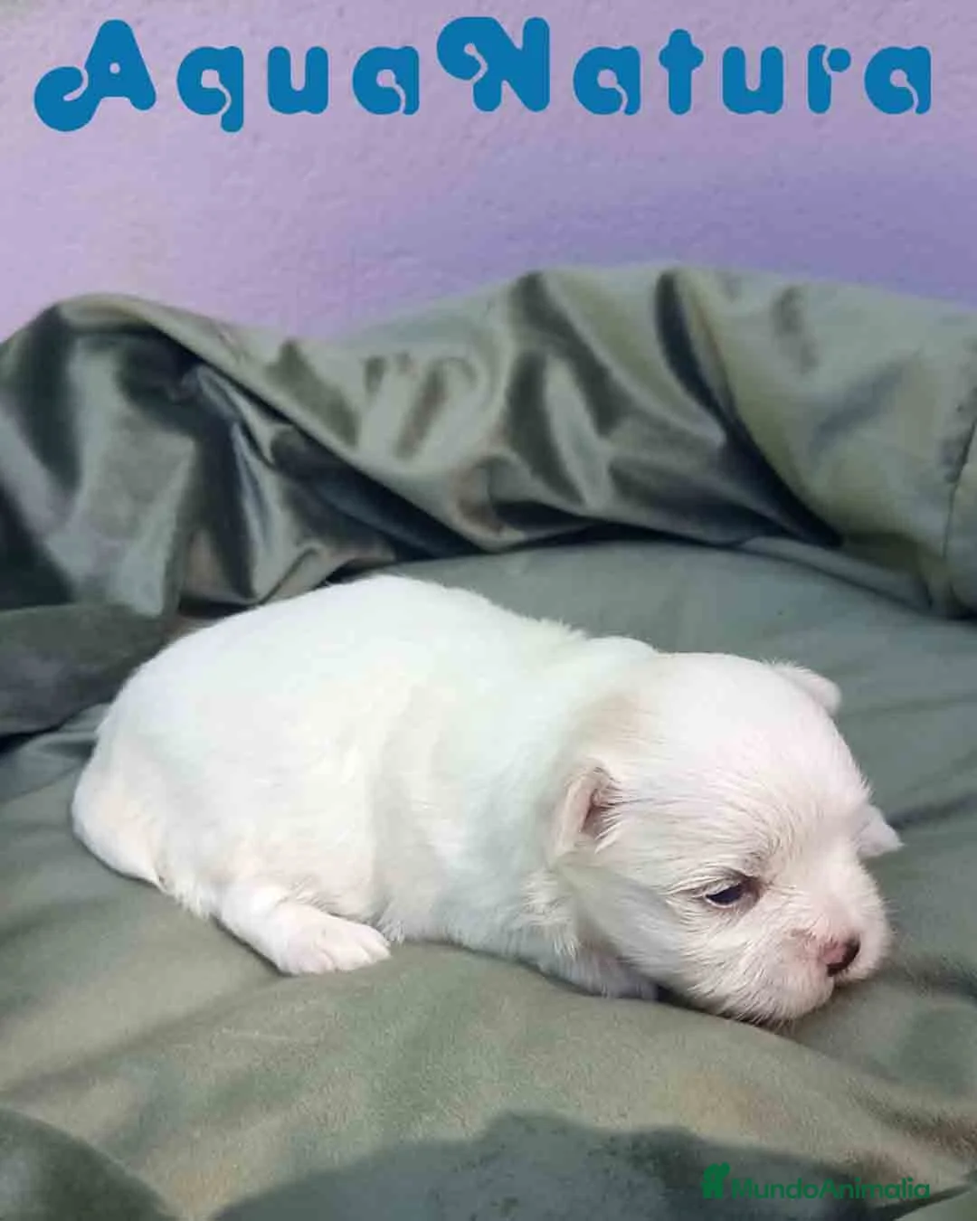 Bichón Maltés perros en venta: Bichon Maltes Macho 2 AQUANATURA - Anuncio 6