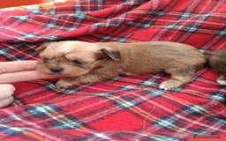 Yorkshire Terrier perros en venta: YORKSHIRE DORADOS ( RUBIOS)  - Anuncio 1