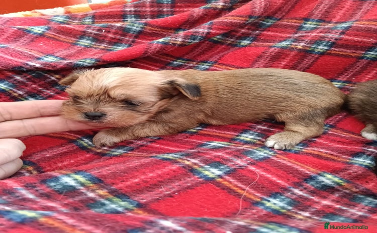 Yorkshire Terrier perros YORKSHIRE DORADOS ( RUBIOS)  - Anuncio 1