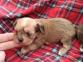 Yorkshire Terrier perros YORKSHIRE DORADOS ( RUBIOS) - Anuncio 2