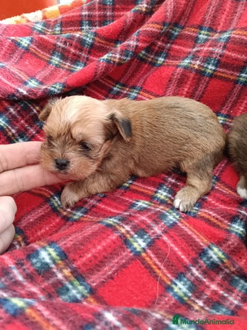 Yorkshire Terrier perros YORKSHIRE DORADOS ( RUBIOS) - Anuncio 3