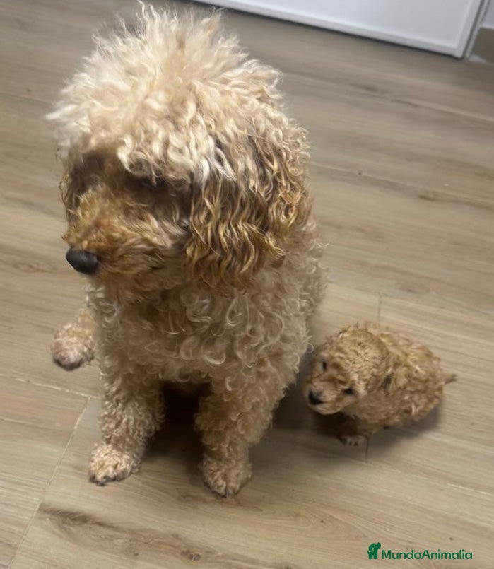 Raza Mixta perros Caniche enano  - Anuncio 10