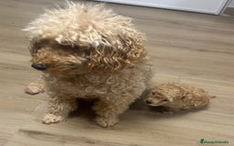 Raza Mixta perros en venta: Caniche enano  - Imagen 1