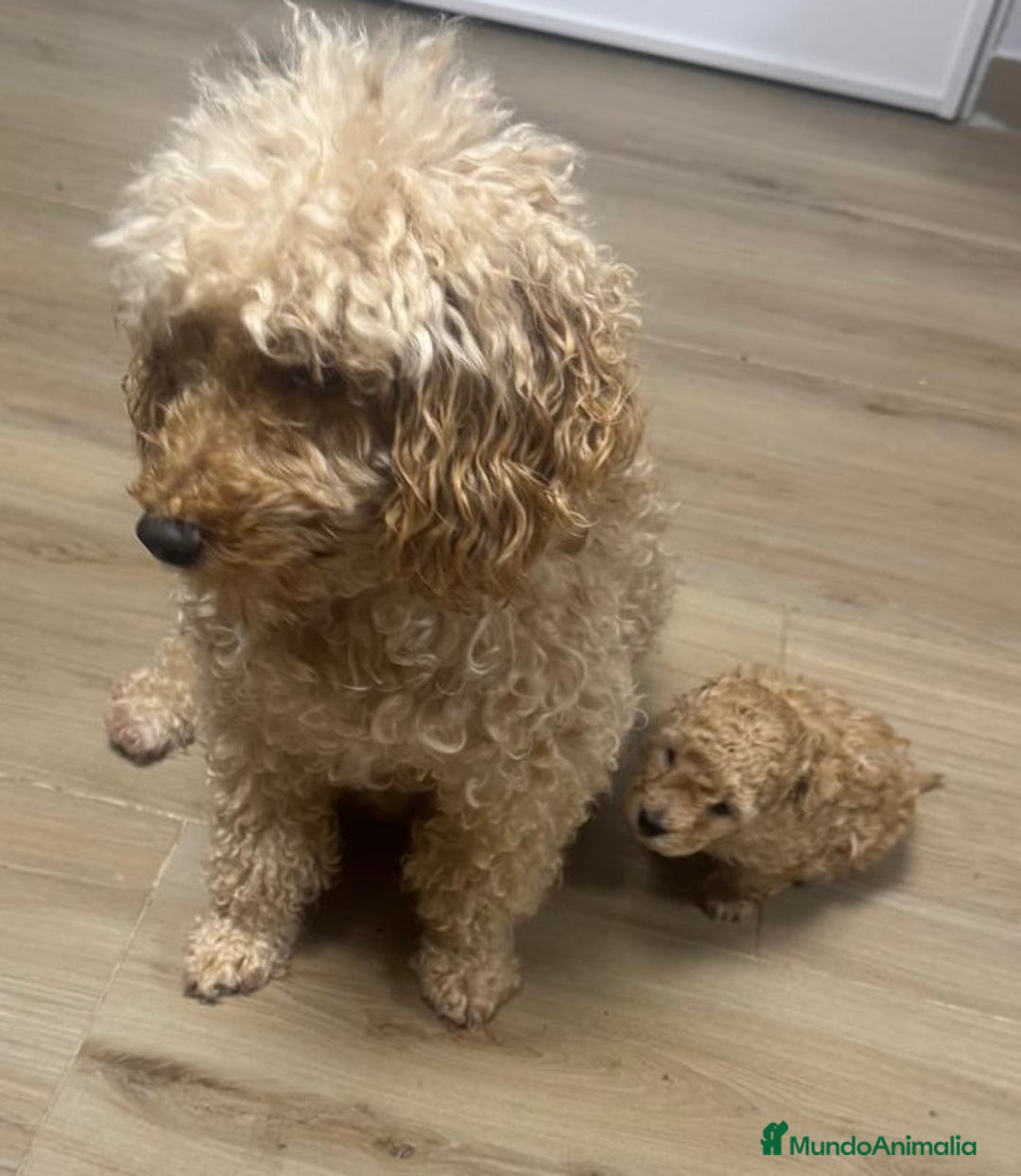 Raza Mixta perros en venta: Caniche enano  - Imagen 1