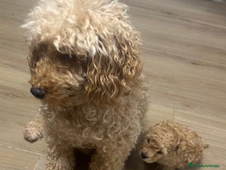 Raza Mixta perros - Anuncio 1