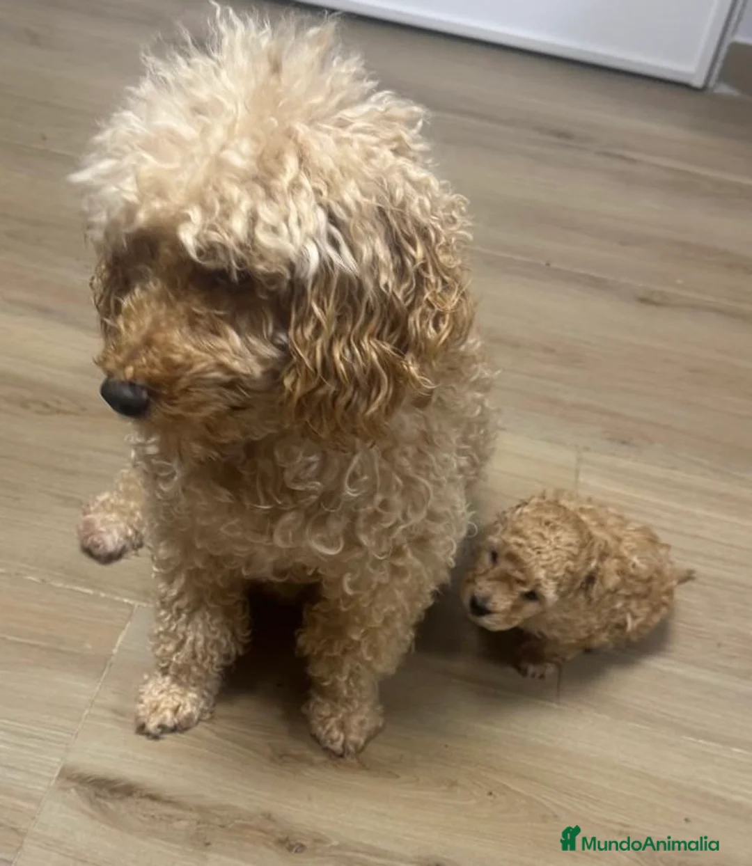 Raza Mixta perros en venta: Caniche enano  - Anuncio 1