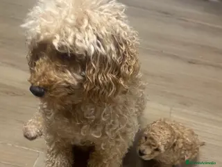 Raza Mixta perros Caniche enano - Anuncio 4