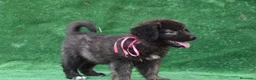 Pastor del Cáucaso perros en venta: Disponible Pastor del Cáucaso - Anuncio 1