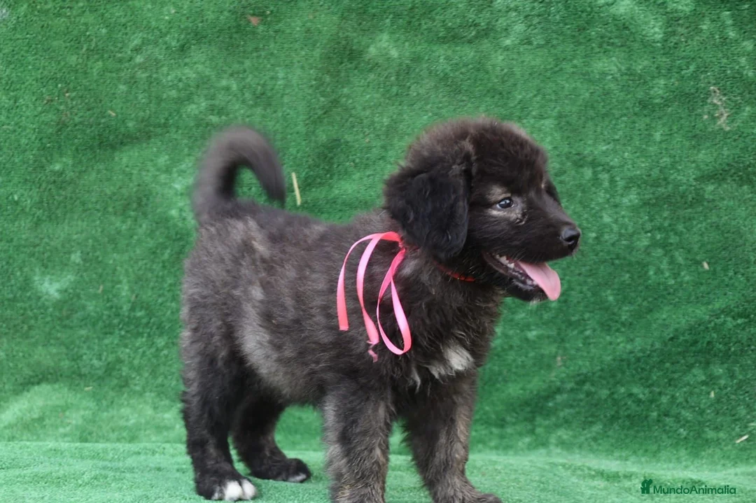 Pastor del Cáucaso perros en venta: Disponible Pastor del Cáucaso - Anuncio 1