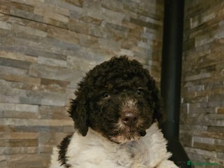 Perro de Agua Español perros - Anuncio 1