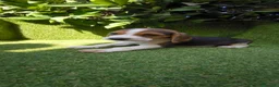 Beagle perros en venta: beagles tricolor 2 machos  - Anuncio 4