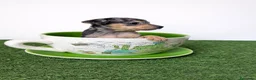 Ratón de Praga perros en venta: RATON DE PRAGA  - Anuncio 1
