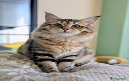 Siberiano gatos en venta: Siberianos Líneas Rusas - Anuncio 5