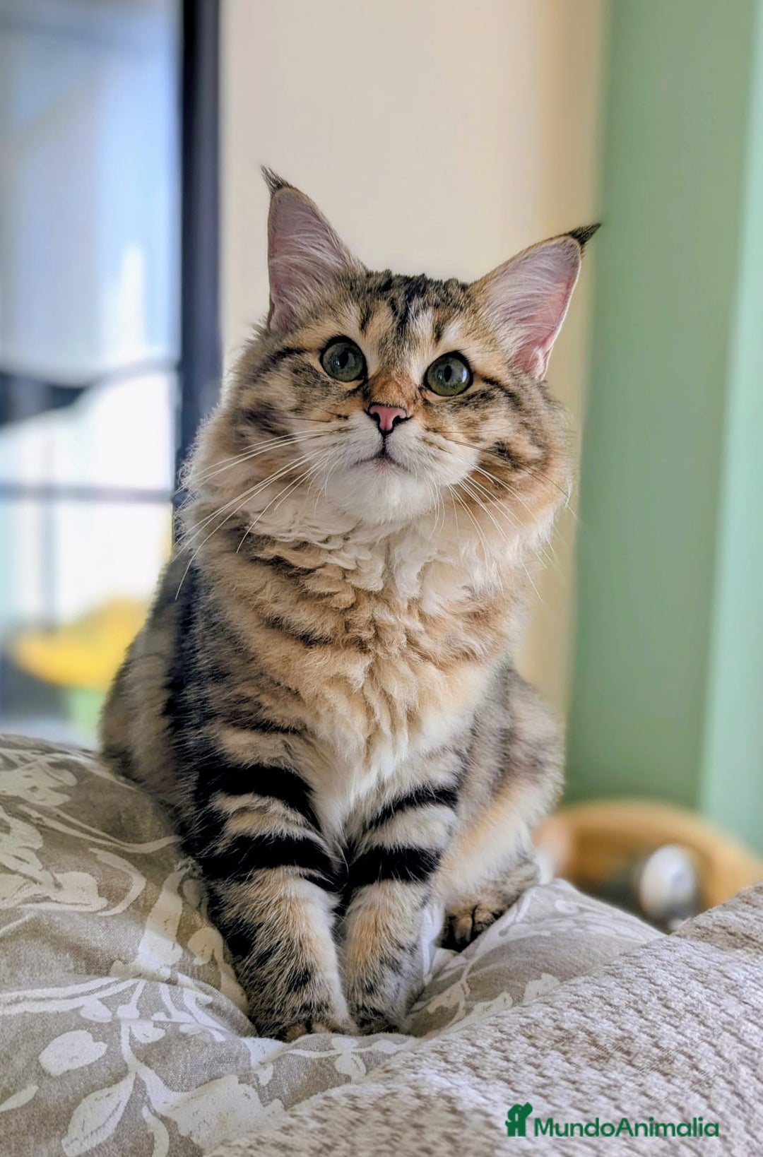 Siberiano gatos en venta: Siberianos Líneas Rusas - Anuncio 5