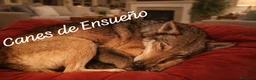 Perro Lobo Checoslovaco perros en venta: Perro lobo/wolfdog  - Anuncio 1