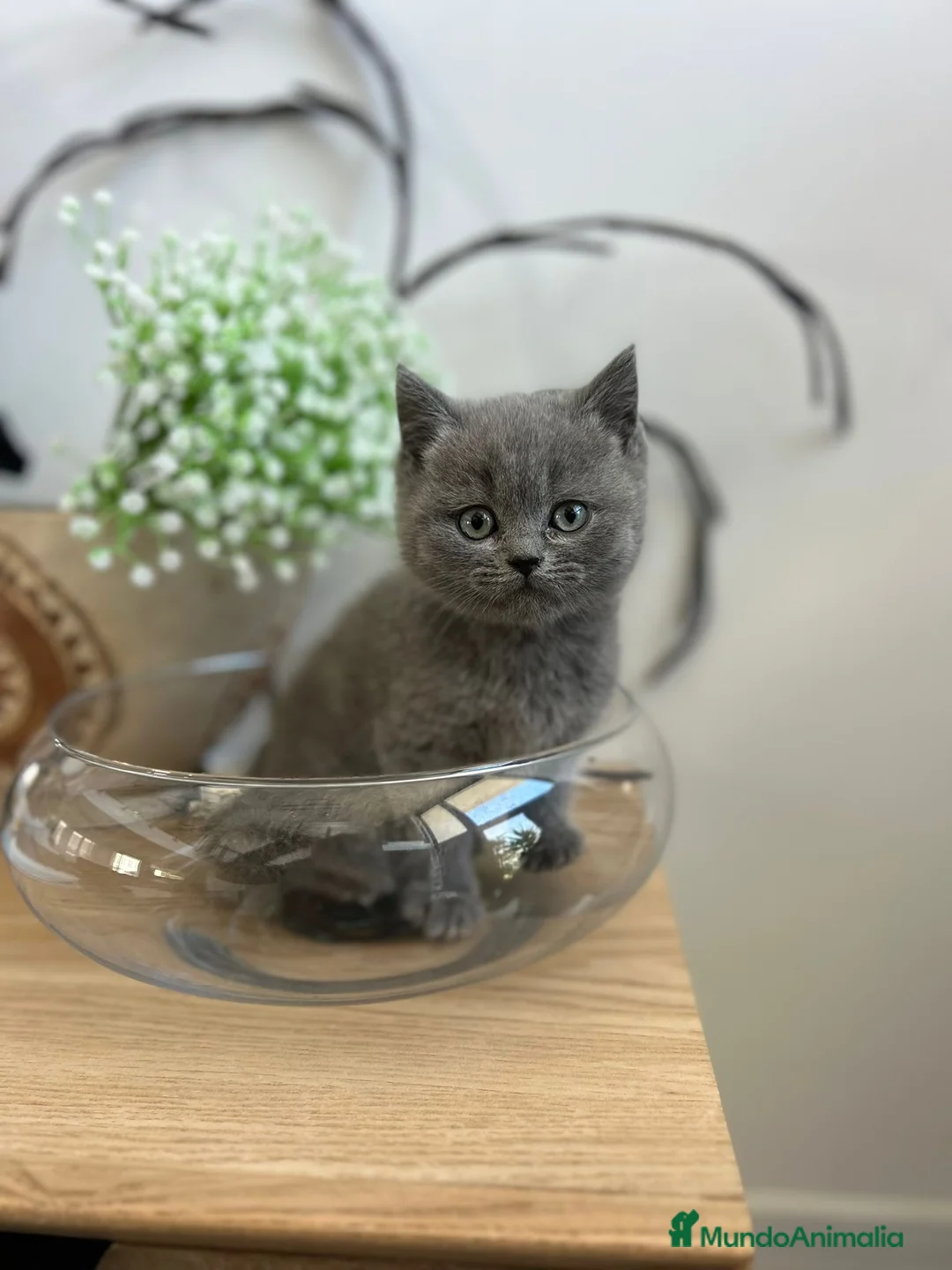 Británico de Pelo Corto Azul gatos en venta: British shorthair y longhair  - Anuncio 6