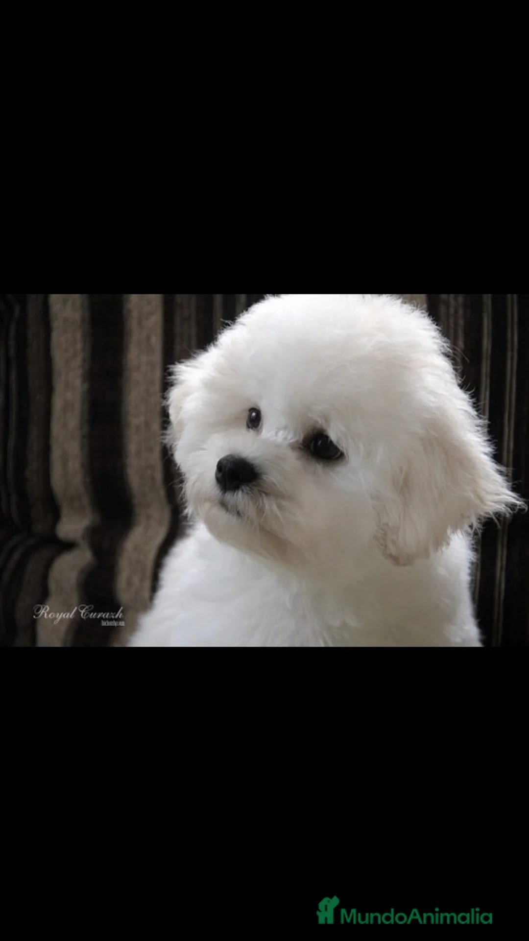 Imagen de galería {{count}}