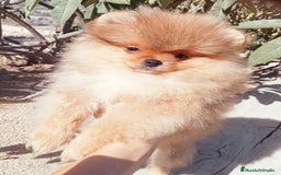 Pomerania perros en venta: Camada de pomerania toy  - Imagen 1