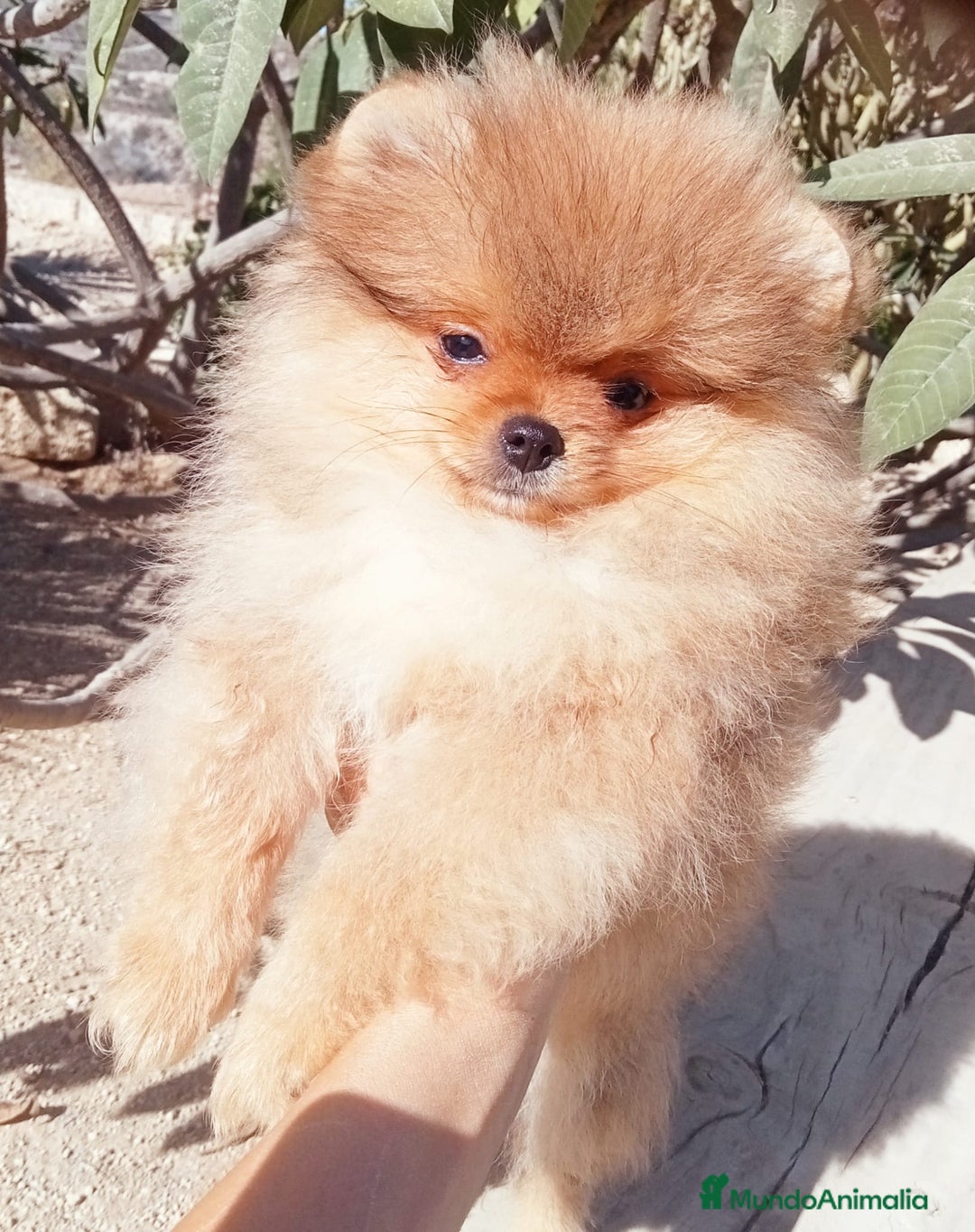 Pomerania perros en venta: Camada de pomerania toy  - Imagen 1