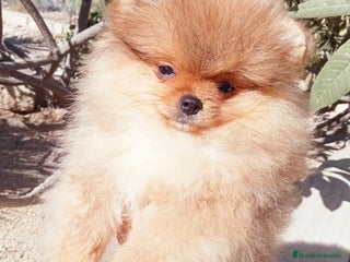 Pomerania perros - Anuncio 1