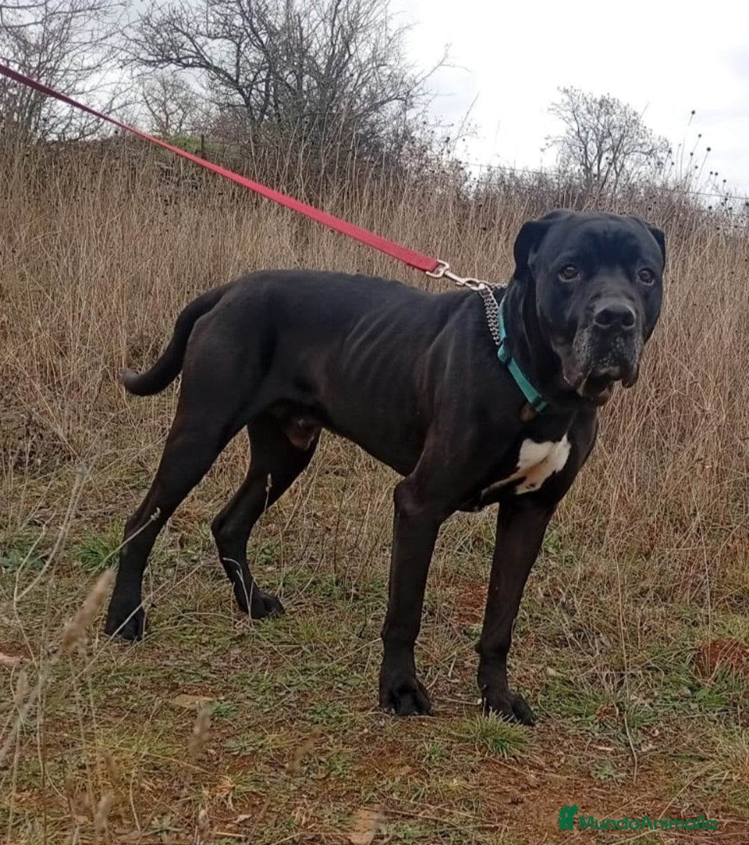 Cane Corso perros en adopcion: Cano Corso THAI en adopción - Anuncio 3