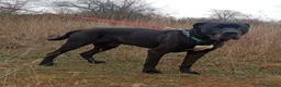 Cane Corso perros en adopcion: Cano Corso THAI en adopción - Anuncio 3