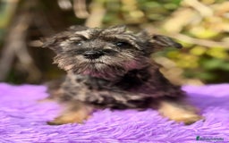 Schnauzer Miniatura perros en venta: Schnauzer miniatura sal y pimienta  - Anuncio 7